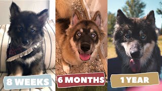 My Agouti Husky Puppy Growing Up  8 Weeks to 1 Year Dog Transformation [upl. by Aeslahc]