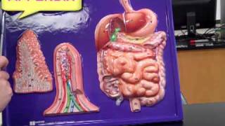 Bio 112 digestive system anatomymp4 [upl. by Joana950]