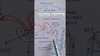 Function of Nephron Excretory System Class10 biology science ncert [upl. by Lednor993]