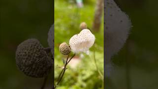 Anemone seeds harvesting time autumn seeds nature [upl. by Affer777]