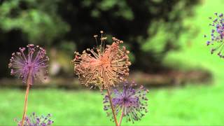 Spray Painting Alliums [upl. by Talley]