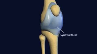 Understanding Joint Health  Cosamin®ASU [upl. by Aneleh]