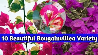 Top 10 Bougainvillea Variety  Bougainvillea Plant [upl. by Ellehcen681]