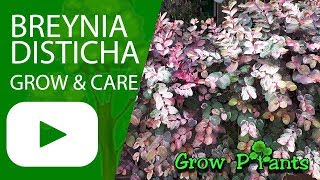 Breynia disticha  grow and care [upl. by Eimas458]