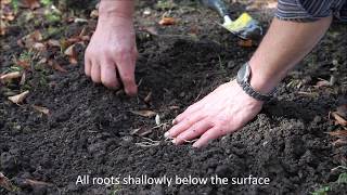 The Planting of hardy Ladys Slipper Orchids in the Garden HD [upl. by Ianahs]