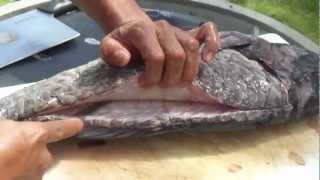 Fillet a parrot fish for sashimi Guam style [upl. by Mientao]