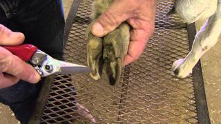 How to Trim Goat Hooves [upl. by Clorinda]