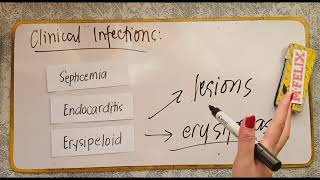 Erysipelothrix Lactobacillus Nocardia [upl. by Aljan]