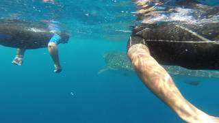 Swimming with wild whale sharks [upl. by Oibirot]