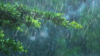 24 Hours Rain amp Thunder  Rainstorm Sounds for Sleep Studying or Relaxation  Nature White Noise [upl. by Eleon510]