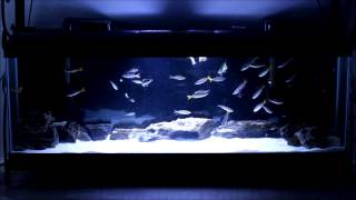 40 Gallon Cyprichromis Leptosoma Utinta Breeding Colony [upl. by Loveridge12]