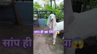 जलवा  Jalwa trendingshorts youtubeshorts shakirwithnature [upl. by Yesnik227]