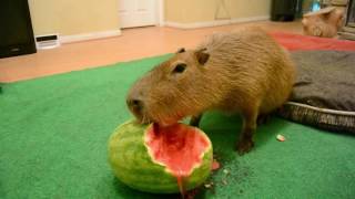 Capybara eating half a watermelon Full Video [upl. by Edmunda]