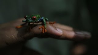 Endangered redeyed frog finds shelter in Nicaragua [upl. by Walton36]