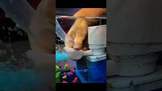 Best internal filter for aquarium🥰fish aquarium viralvideo shorts phonk shortfeed pets new [upl. by Retluoc439]