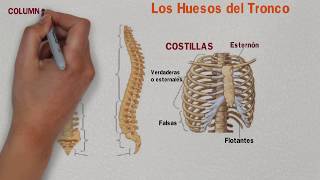 🔵 HUESOS del TRONCO 👆 HUESOS del TÓRAX  Columna Vertebral y Costillas ✔️ [upl. by Anayik910]