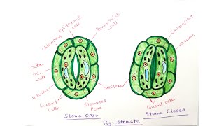 How to draw Stomata step by step drawing for beginners [upl. by Cerracchio922]