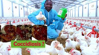 Coccidiosis in Chickens How to Manage or Treat Coccidiosis [upl. by Shih]