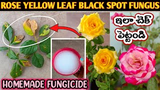 Rose Plant Growing Tips  Rose Plant Care How to Treat Black spot on Roses Save Rose Plant gulabi [upl. by Ennailuj]