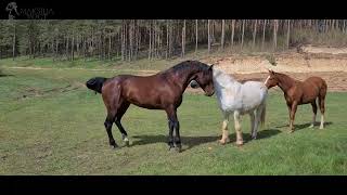 Natürliche Anpaarung Rocky Mountain Horse Hengst und Stute Love between Mare and Stallion [upl. by Beare]