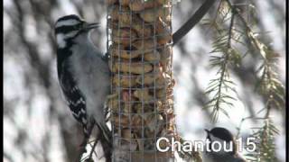 Picbois Sittelle Grimpereau photos des membres oiseauxduquebecorg [upl. by Akemor]