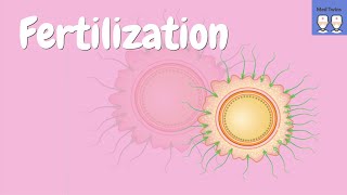 Fertilization physiology Acrosome reaction Zona pellucida ZP2 ZP3 Cortical granules PH20 [upl. by Eppesuig]