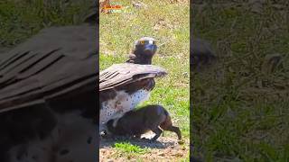 A Martial Eagle Savagely Killing a baby Warthog [upl. by Gothurd]