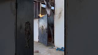 راعي الحيوانات  راعي الخيول 🐎  هرب الخيل  راعي هبي horse [upl. by Nunciata]