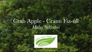 Crab Apple  Crann fiaúll Malus sylvestris [upl. by Kazue207]