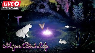 LIVESTREAM 492024 🌵Desert Watering Hole at Night⛲🌜Coyote Bobcat Kangaroo Rats Mice amp More live [upl. by Libna787]