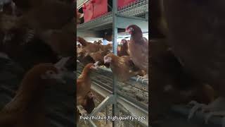 Aviary System For Laying Hens [upl. by Jallier851]