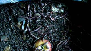 Composting Worms Eating Away On Fruit Waste  Terracycle Singapore [upl. by Nuawaj]