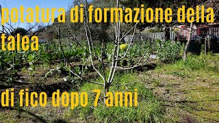 Potatura di formazione della pianta di fico [upl. by Leary]