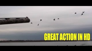 HUNTING BRANT AND BUFFLEHEAD ON THE GREAT SOUTH BAY IN HD [upl. by Akyeluz]