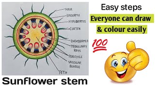 Dicot stem diagram class 11  ts of dicot stem  Science creation [upl. by Eadahs]