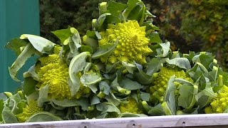 Terroir  le chou romanesco lautre prince de Bretagne [upl. by Cleopatre]