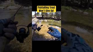 Fishtailing Trout Won’t Give Up fishing trout troutfishing streamfishing [upl. by Sheeb]