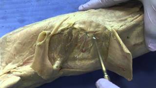 Cat Dissection Muscular System Part 9 [upl. by Alegnave391]