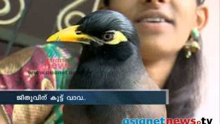 Mynah amazing bird that can imitate any sound ജീതുവിന്‌ കൂട്ട് വാവ [upl. by Hacim]