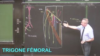 Anatomie du trigone fémoral Membre inférieur 2 [upl. by Ynna]