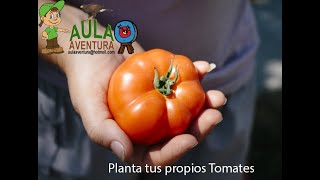 Como Plantar Tomateras  FÁCIL Y SENCILLO [upl. by Karney357]