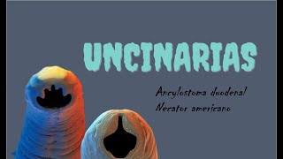 Uncicarias Necator americano y Ancylostoma duodenal [upl. by Atilemrac]