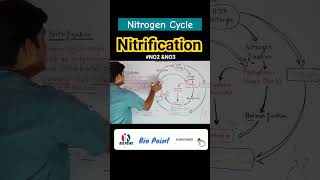 Nitrogen fixation  Nitrification  Nitrogen Cycle  Denitrification nitrogencycle shorts [upl. by Ayerf]