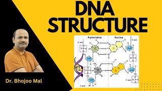 DNA  DNA Structure  by Dr Bhojoo Mal [upl. by Ylrrad]