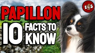 10 Things You Must Know Before Bringing Home A Papillon [upl. by Eniarral]