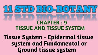 11 std Biobotany chapter  9 Tissue System  Epidermal and Ground tissue system [upl. by Yojenitsirk]