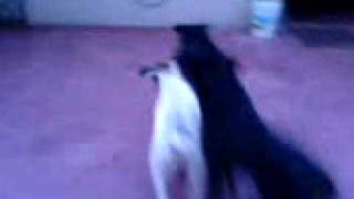 Rottweiler vs Pitbull fighting and playing [upl. by Chip153]