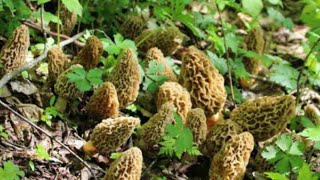 How to Grow Morel mushrooms at Home Part 1 Make your own slurry [upl. by Anih]