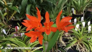 OrchidWeb  Cattleya aurantiaca [upl. by Dempsey520]