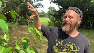 Garcinia varieties Mangosteen family for Pushing Zone Limits Growing in Containers amp Greenhouses [upl. by Rehposirhc108]